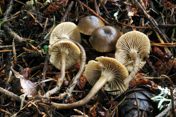 Rhodocybe hirneola